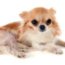 서산동물병원 이미지