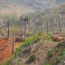 삼팔선의봄 이미지