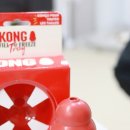 벽지 뜯는 강아지&가람 | 강아지 콩장난감 후기｜분리불안 해결 노즈워크장난감 추천