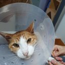 고양이 행복 쉼터 이미지