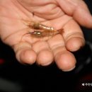 대천동-8 이미지