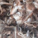 전주쭈꾸미신화 이미지