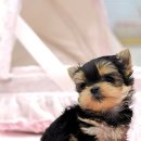 이쁜강아지 이미지