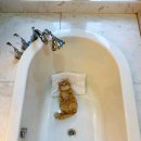 고양이 목욕탕 이미지