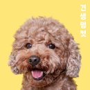 견생멍컷 이미지