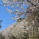 고려궁지 | 인천 강화도 가볼만한곳 고려궁지 북문벚꽃길 주차팁 데이트코스 추천