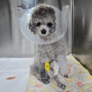 용문조아동물병원 이미지