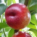 신선3호 이미지