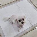 멍뭉이 이발소 이미지