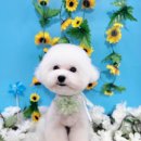 도꾸살롱 이미지