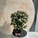 연동파출소 이미지