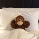 오붓 Daum카페