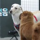 덩치값 못하는 대두링의 반려견(2살) 이미지