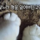 덮다 이미지