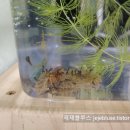 올챙이네