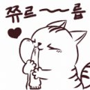 대전고양이분양 비비냥 이미지