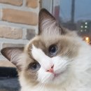 캣돌 캐터리 이미지