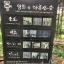 아름답고 신비로운 대나무숲, 부산 기장 &lt;아홉산숲&gt;