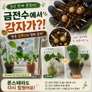 다이소안산사동점 | 금전수 분갈이하다 감자 같은 알뿌리 발견! 몬스테라도 다시 합쳤어요