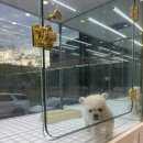 펫아미 강아지분양 고양이분양 동탄점 이미지