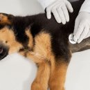 천동물병원 이미지