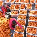 금빛농장 이미지