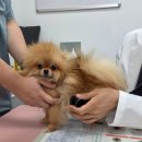 우리동물병원 | 강아지 슬개골 탈구 수술 증상 있을 때 청담 우리 동물병원