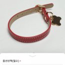 도그니엘(DOGNIEL) 이미지