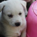 리틀덕수 이미지