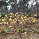 나무를심는사람들. 이미지