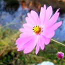 개발부담금 세종 행정사 사무소 이미지