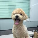 블루밍독 이미지
