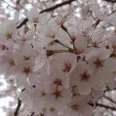 [벚꽃놀이]여의도윤중로 벚꽃길 트레킹(2015.4.11.토.오후3시) 완료 이미지