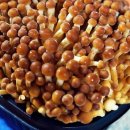 황금버섯 이미지