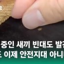 ﻿"빈대 비하면 쥐나 바퀴벌레는 신사라는데…" 인천 사우나에도 출몰했다 #5키 / JTBC 뉴스5후 이미지