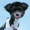 이렇게 좋은날 | 부평 강아지 증명사진 대성공: 이렇게 좋은날 부평 사진관 가격, 주차