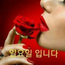 🌺한국 4대 매화 장성 백양사 &#39;고불매&#39;소개🌷 이미지