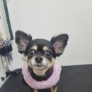 왓츠그루멍 다산 애견미용실 이미지