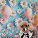 꽃보다 Dog 이미지