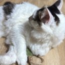 해피캣 | 마따따비 고양이장난감추천 캣디피 해피박스 후기