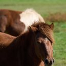 제주애서 이미지