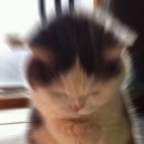 진 코다리 감자탕 이미지