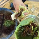 해초과메기양정점 이미지