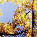 [시조가 있는 아침] (201) 오우가(五友歌)(중앙일보) / [빛명상] 은행나무 잎새에그리운 마음을 담아 / 자연은 나의 친구 이미지