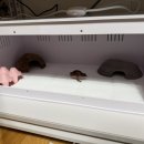 렙타일케이지 네이버블로그