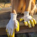 요호르기스테이 이미지