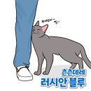 심콩 이미지
