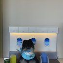 퍼피힐(PUPPY HILL) 이미지