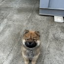 차우