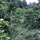 노루땅농장 이미지